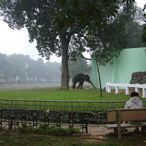 Asian Elephant Paddock at Hanoi Zoo, 15/03/12