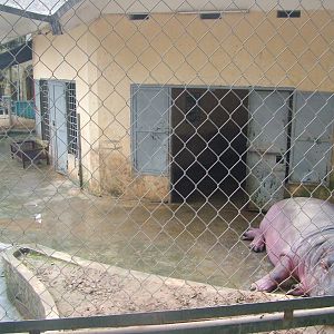 Hippo House at Hanoi Zoo, 15/03/12
