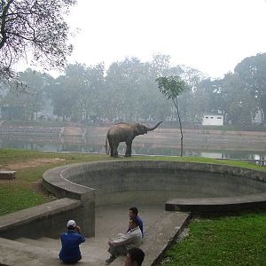 Elephant Pool at Hanoi Zoo, 15/03/12