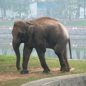 Asian Elephant at Hanoi Zoo, 15/03/12