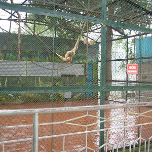Gibbon Enclosure at Hanoi Zoo, 15/03/12