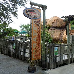 Samburu Giraffe Feeding Station