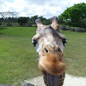 Giraffe (taken with a leaf right above my camera)