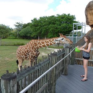 Giraffe Feeding