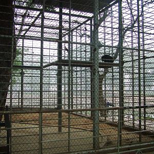 Binturong Exhibit at Hanoi Zoo, 15/03/12