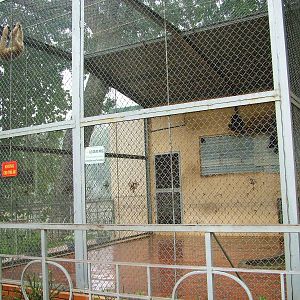 Gibbon Enclosure at Hanoi Zoo, 15/03/12