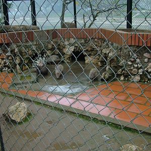 Porcupine Exhibit at Hanoi Zoo, 15/03/12
