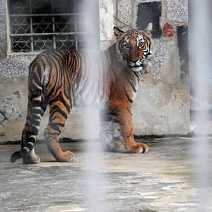Indochinese Tiger at Hanoi Zoo, 15/03/12