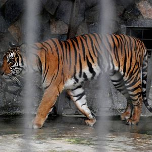 Indochinese Tiger at Hanoi Zoo, 15/03/12