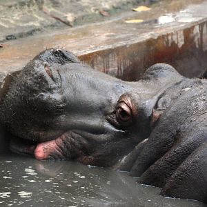 Common Hippopotamus at Hanoi Zoo, 15/03/12