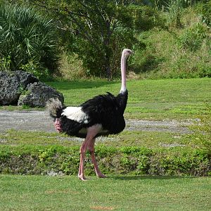 Ostrich