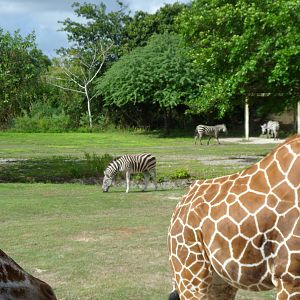 Grant's Zebra and Giraffe