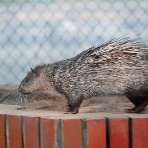 Asian Brush-tailed Porcupine at Hanoi Zoo, 15/03/12