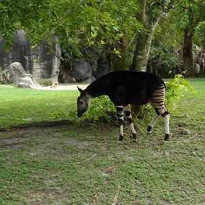 Okapi