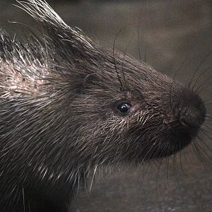 Malayan Porcupine at Hanoi Zoo, 15/03/12