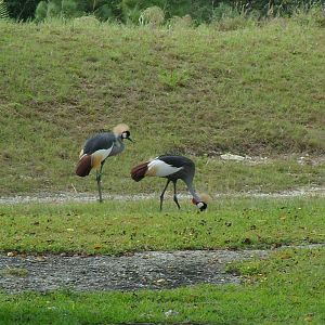 African Crowned Crane