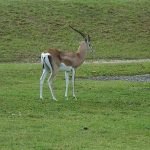 Grant's Gazelle