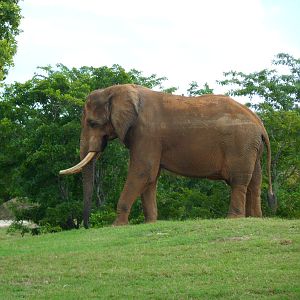 African Elephant