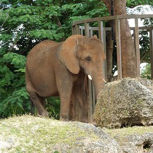 African Elephant