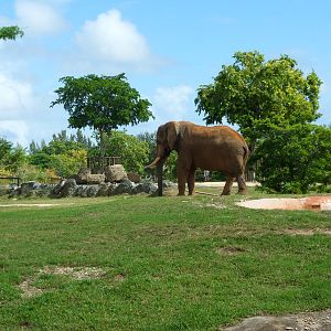 African Elephant Exhibit