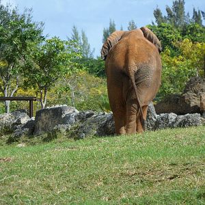 African Elephant