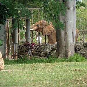 African Elephant Being Fed