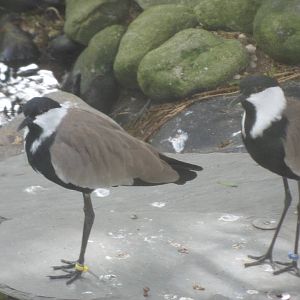 Spur-Winged Plover