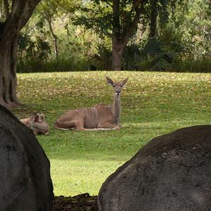 Greater Kudu