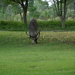 Greater Kudu