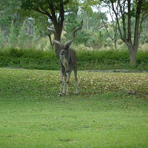 Greater Kudu