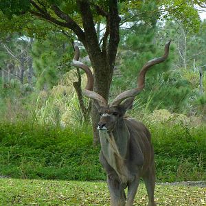 Greater Kudu