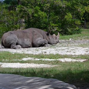 Black Rhino