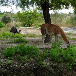 Rhea and Guanaco