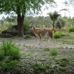 Guanaco