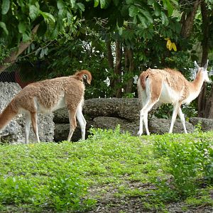 Guanaco