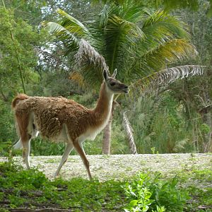 Guanaco