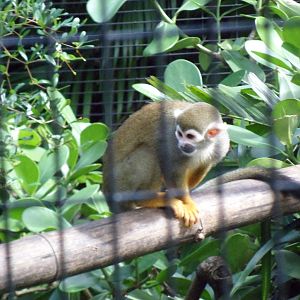 Squirrel Monkey