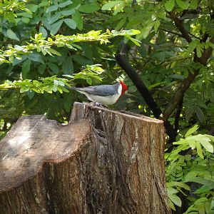 Amazon Aviary Red-Crested Cardinal