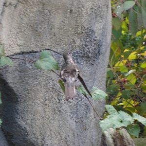 Amazon Aviary Giant Humming Bird