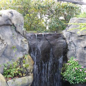 Amazon Aviary Waterfall