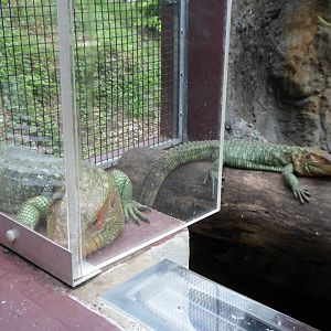 Northern Caiman Lizard
