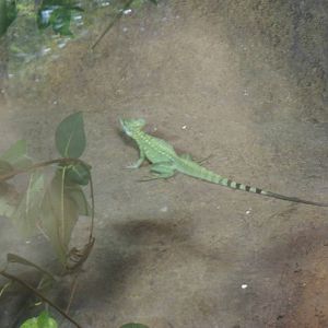 Basilisk