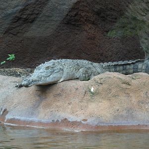 Orinoco Crocodile
