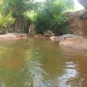 Orinoco Crocodile Exhibit