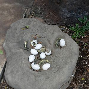 Crocodile Hatchling Statue