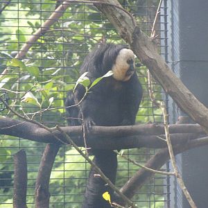 Saki Monkey