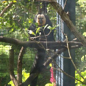 Saki Monkey