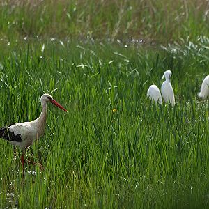 White Stork - Aiguamolls de l'Empordà