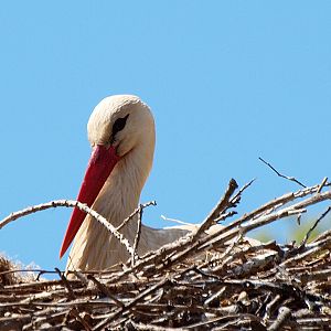 White Stork - Aiguamolls de l'Empordà