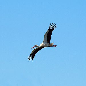 White Stork - Aiguamolls de l'Empordà